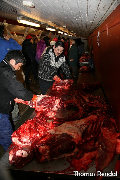 Icebear in nuuk 019.JPG